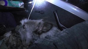 Нива. Дорога в Карелию 2100км. Ночевка в Ниве. Расклад поездки. Нива поломки. Ягода Карелии.