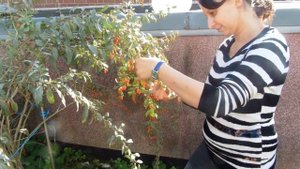 сбор урожая Годжи ягод