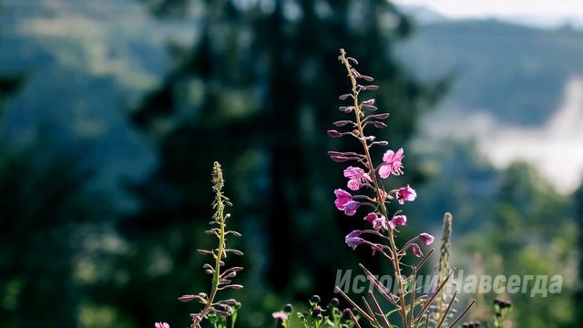 Лена нехотя брела домой, ведь она уже год ухаживала за угасающей свекровью, а едва подслушав… смотреть онлайн