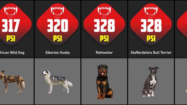 What Breeds Of Dogs Have The Strongest Bite? | Comparison смотреть онлайн
