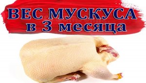 Как отличить молодую тушку мускусной утки от старой. вес селезня в три месяца