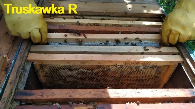Пчёлы без взятка. Чтобы избежать роения, на ближайшее время - применим метод разгрузки. #TruskawkaR смотреть онлайн
