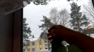 БАУХИНИЯ. ОРХИДЕЙНОЕ ДЕРЕВО.