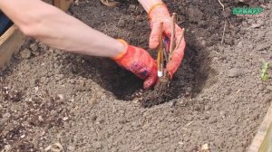 Особенности посадки малины