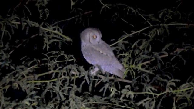 The Pallid Scops Owl (Otus brucei) hunting during night in Great Rann of Kutch. смотреть онлайн