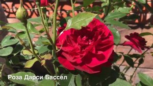 РОЗА ДЭВИДА ОСТИНА ДАРСИ БАССЕЛ.