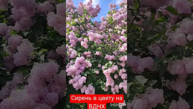 Сирень в цвету на ВДНХ! Мощный ресурс для вдохновения! Удовольствие от весны #astrol#happy