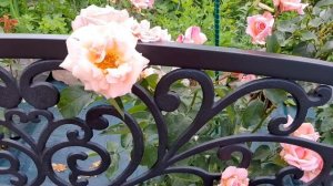 Роза Тоффи( Toffee) , Блэк Мэджик (Black Magic),и другие