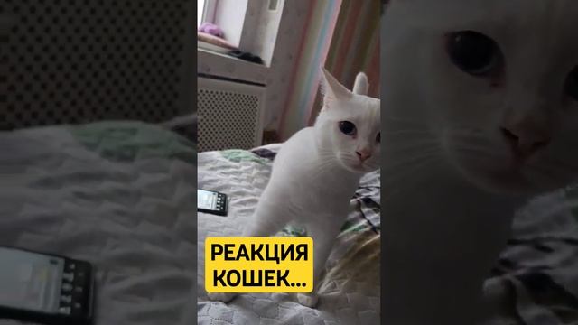 Реакция кошек на видео... #shortsyoutube #shortvideo #shortsvideo #cutecat #funny #pet #белаякошка