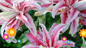 Лилия (Magic Star). Краткий обзор: Лилия описание характеристик, где купить луковицы