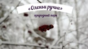 Природный парк «Оленьи ручьи». Прогулка по парку.