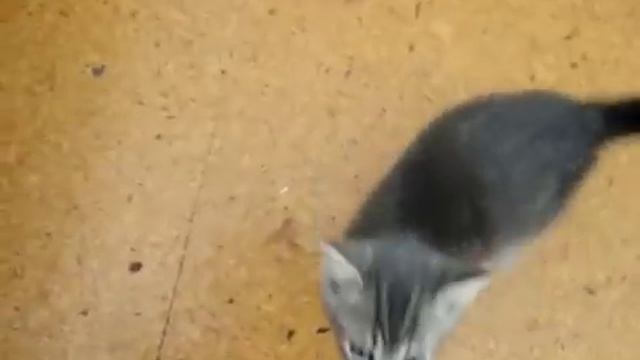 Злой котёнок! смотреть онлайн