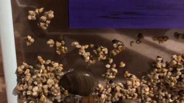 3D Город и киты . Арт-Франчез/Папертоль. смотреть онлайн