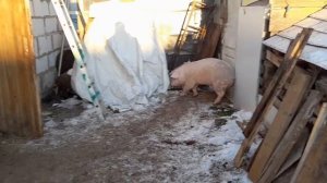 Хороший день должен начинаться с забоя свиньи