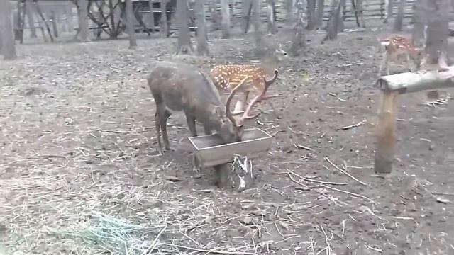 Остров СТАРОЕ МЕЛКОВО .Пятнистая лань. смотреть онлайн