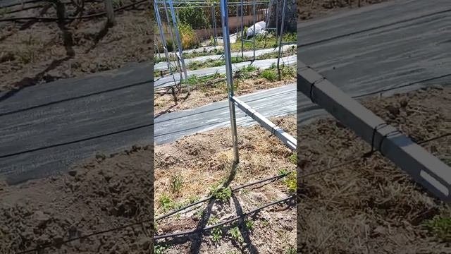 Шпалера из профиля для гипсокартона + каркас для сетки притенения.