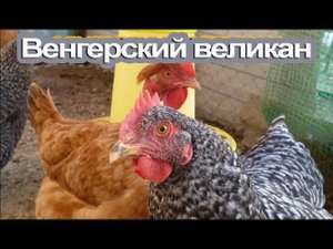 Венгерский_великан , французский бройлер достоинства и недостатки