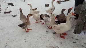 Учусь разбираться в гусях.Гусь или гусыня.