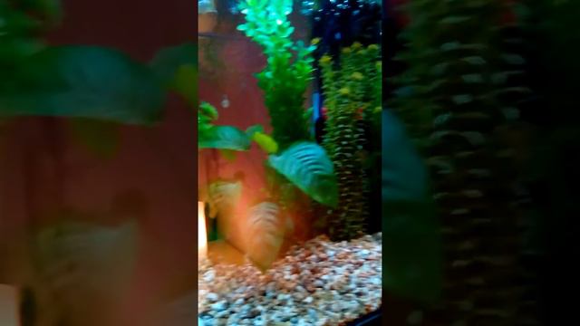 ACUARIO CUBIC BLAU GUPPY