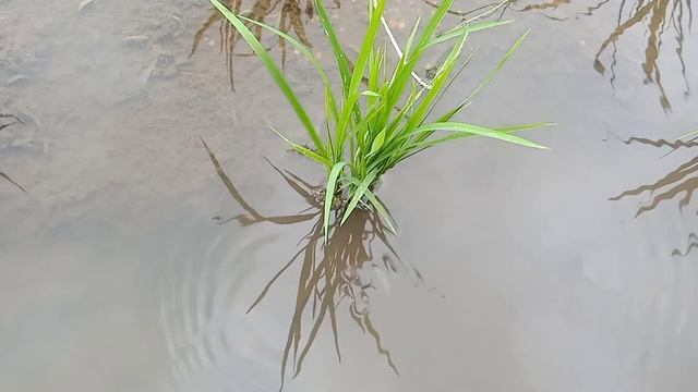 Amazing Views of Nature in West Java, Indonesia with Sundanese Music смотреть онлайн