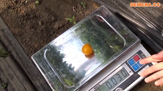 Жовтий Чері Саммер Сан, наче сонячний день Гарно виглядає та освітлює вашу ділянку смотреть онлайн