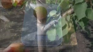 Абрикос Фриссон /Apricot Frisson/ Урожай 2021
