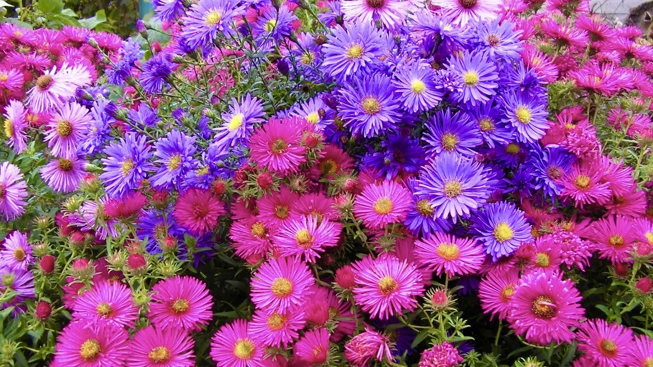 МНОГОЛЕТНИЕ АСТРЫ. ЦВЕТУЩИЕ ВЕСНОЙ / ЛЕТОМ / ОСЕНЬЮ. Aster novi-belgii. Perennial asters.