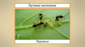 Луг и его обитатели. Видеоурок по окружающему миру 3  класс