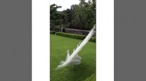 Павлин альбинос