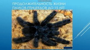 Интересные факты о пауков