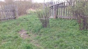 Вспашка огорода лошадью/ Конь по кличке Орлик