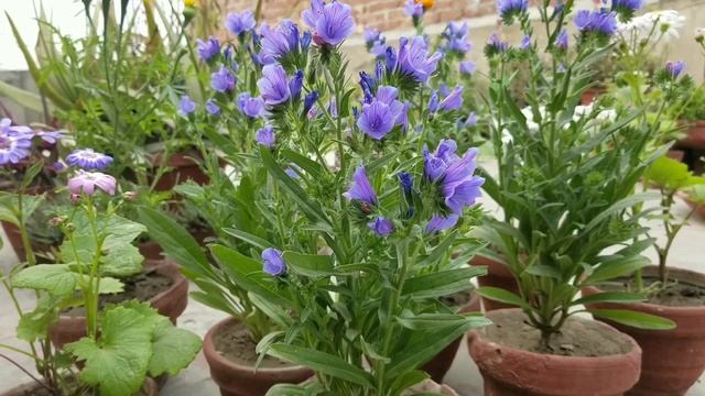 How to Grow #Echium Blue Bedder Seeds with tips at Asim Rooftop Garden | Viper’s Bugloss Flowers смотреть онлайн