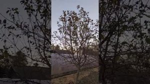 Яблоня белорусский синап.