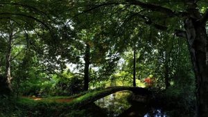 Музыка для релакса. Звуки летнего леса.