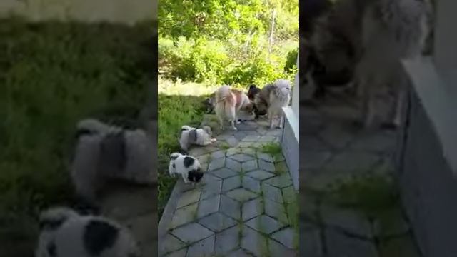 Щенки ненецкой лайки на прогулке смотреть онлайн