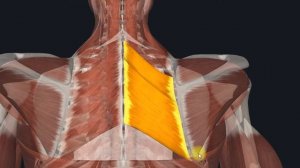 Ромбовидная мышца (mm. rhomboideus major et minor) 3D Анатомия