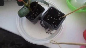 РЕЗУЛЬТАТ черенкования в перлите и в воде и пересадка БЕГОНИИ ЭЛАТИОР. BEGONIA ELATIOR