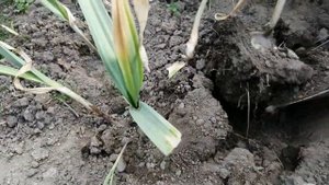 Слоновий чеснок из деток, перезимовал в теплице