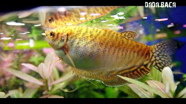 Гурами содержание, уход и размножение! #Гурами смотреть онлайн