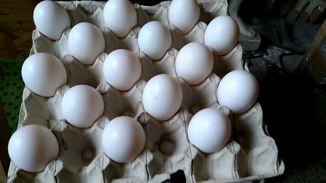 Мой режим инкубации Мускусной утки//Индоутки смотреть онлайн