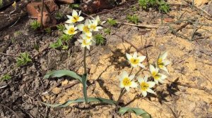 Тюльпан Туркестанский (Tulipa turkestanica)