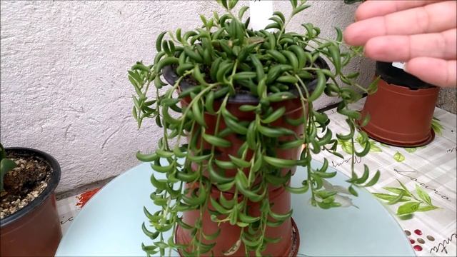 Colar de bananinhas e orbea variegata. смотреть онлайн