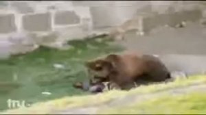 ГРИЗЛИ РАЗОРВАЛ ПОСЕТИТЕЛЯ ЗООПАРКА!!! НЕ ДЛЯ СЛАБОНЕРВНЫХ.