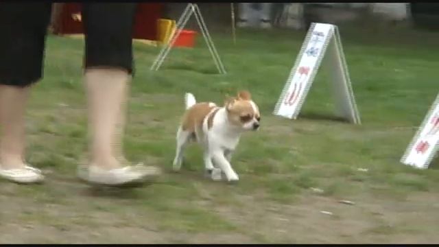 DogStatus.ru: Чихуахуа гладкошерстный, юниоры-кобели