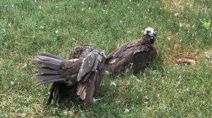 Птички прихорашиваются) Тайган Birds preening) Taigan