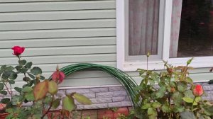 Что использую для укрытия роз. Ленинградская область. Осень 2023.