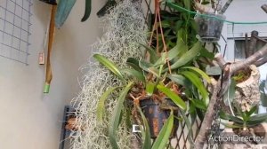 Тилландсии и др.Бромелии-Уход ?