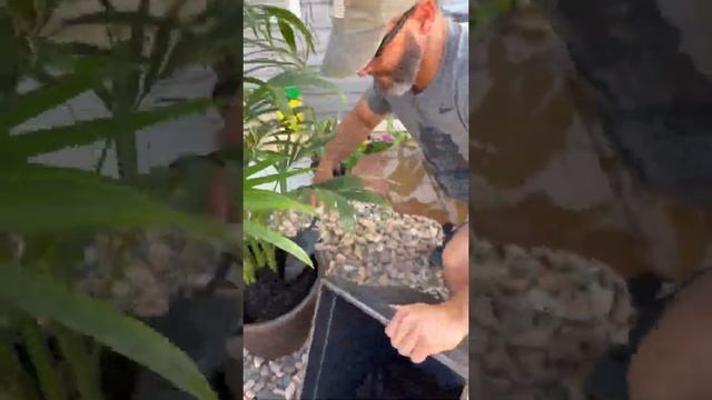 Repotting BUTTERFLY PALM (Areca Palm/Golden Cane Palm/Dypsis Lutescens) | lhydhia’s vlogs