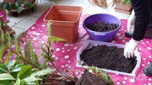 Триферн-Древовидный Папоротник ?Dicksonia antarctica-Пересадка и Секреты Полива