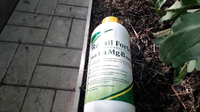 Вершинная гниль. Корневая подкормка кальцием и вершкование томатов. смотреть онлайн